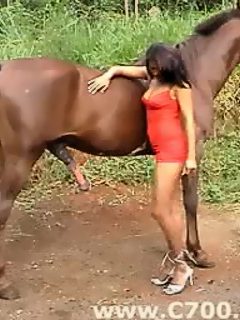 Horse dick sex