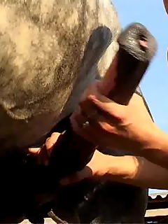 Girl sucking horse
