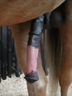 Horses love to masturbate cock on their own!