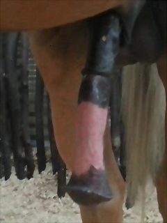 Horses love to masturbate cock on their own!