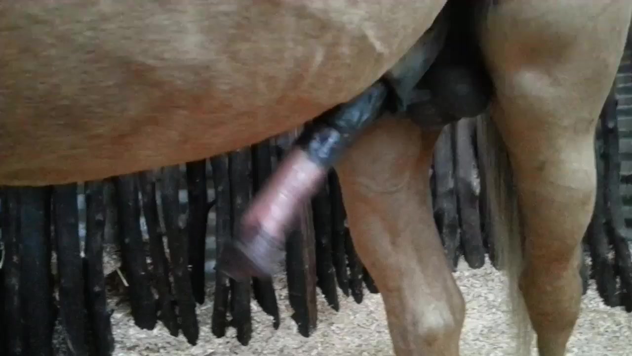 Horses love to masturbate cock on their own!