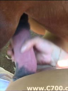 Horse penis sex