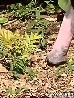 Anal horse sex with girl