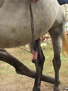 Milf sucks a huge horse cock and let's it fuck her