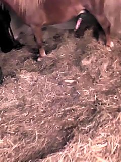 Pony fucks hot girl in barn and cums to condom