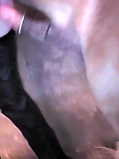 Horse cock fuck pussy compilation