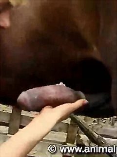 Blowjob horse cock